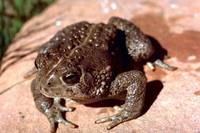 Bufo woodhousii - East Texas Toad