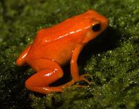 Image of: Mantella aurantiaca (golden mantella)