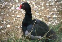 Netta peposaca - Rosy-billed Pochard