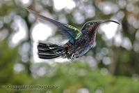 Eulampis jugularis - Purple throated Carib