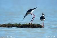 Himantopus himantopus - Black-winged Stilt