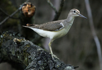 Tringa glareola - Wood Sandpiper