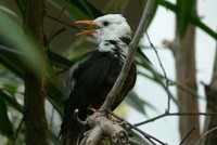 Hypsipetes leucocephalus - Black Bulbul