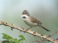 Sylvia communis - Whitethroat