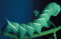 Image of: Sphingidae (hawk moths, hornworms, and sphinx moths)