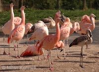 Phoenicopterus chilensis - Chilean Flamingo