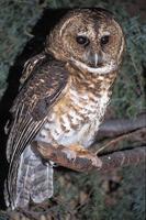 Strix hylophila - Rusty-barred Owl