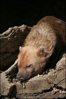 Speothos venaticus - Bush Dog