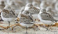 Image of: Calidris mauri (western sandpiper)