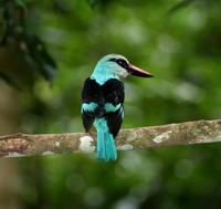 Image of: Halcyon malimbica (blue-breasted kingfisher)