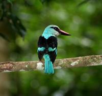 Image of: Halcyon malimbica (blue-breasted kingfisher)