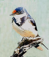 Image of: Hirundo albigularis (white-throated swallow)