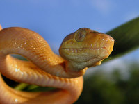 Corallus hortulanus - Amazon Tree Boa