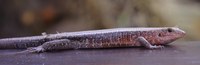 Zonosaurus laticaudatus