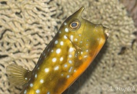 Lactoria cornuta - Horned Boxfish