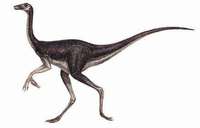Dromiceiomimus