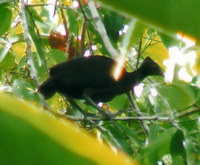 Dusky Scrubfowl - Megapodius freycinet