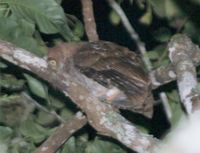 Flores Scops Owl - Otus alfredi