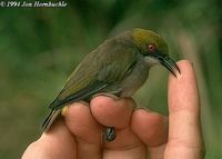 Olive-capped Flowerpecker - Dicaeum nigrilore