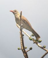 Olive-brown Oriole - Oriolus melanotis