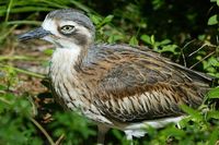 Bush stone Curlew