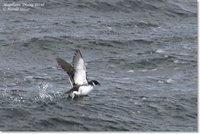 Magellanic Diving-Petrel - Pelecanoides magellani