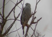 Crane Hawk - Geranospiza caerulescens