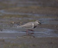 Magellanic Plover - Pluvianellus socialis