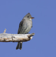 Greater Pewee (Contopus pertinax) photo