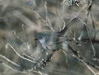 California Gnatcatcher (Polioptila californica) photo