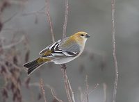 Pine Grosbeak (Pinicola enucleator) photo