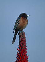 Orchard Oriole (Icterus spurius) photo