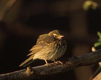 Olive-backed Pipit (Anthus hodgsoni) photo