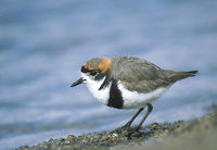 Two-banded Plover (Charadrius falklandicus) photo