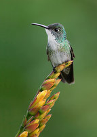 White-chested Emerald (Amazilia chionopectus) photo