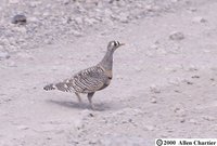 Lichtenstein's Sandgrouse - Pterocles lichtensteinii