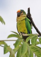 Peach-fronted Parakeet - Aratinga aurea