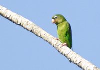 Golden-winged Parakeet - Brotogeris chrysopterus