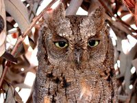 African Scops-Owl - Otus senegalensis