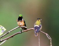 Black-crested Coquette - Lophornis helenae