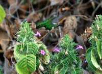 Steely-vented Hummingbird - Saucerottia saucerrottei