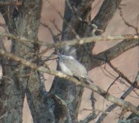 Crested Kingfisher - Megaceryle lugubris