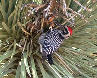 Ladder-backed Woodpecker - Picoides scalaris