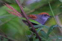 Bahia Spinetail - Synallaxis whitneyi