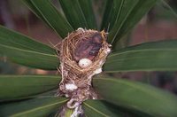 Lesser Elaenia - Elaenia chiriquensis