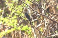 Lesser Antillean Flycatcher - Myiarchus oberi