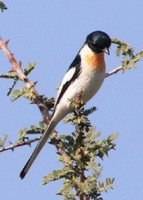 White-bellied Minivet - Pericrocotus erythropygius