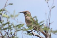 Crissal Thrasher - Toxostoma crissale