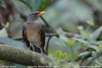 African Thrush - Turdus pelios