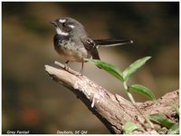 Gray Fantail - Rhipidura fuliginosa